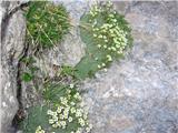 Kamnokreč, ki na turi na Veliko Špičje še ni cvetel je tu v polnem cvetu -prekrasno. Viden na celotni poti Grdega grabna . To je nasršeni kamnokreč-saxifraga squarrosa-kamnokrečevke.