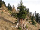 Kapin (Veliki Kopinj) 1736 m in Gorjanski vrh 1693 m iz starega raste novo drevo