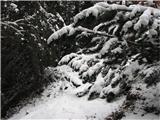 Krniška škrbina - Forc. del Vallone težak sneg je veje pritisnil na pot