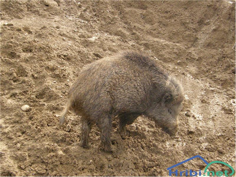 Divja svinja (Sus scrofa) - Picture Divja svinja pri Ilirski Bistrici.