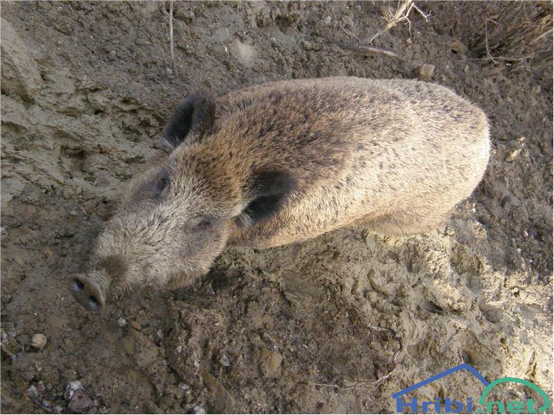 Divja svinja (Sus scrofa) - Picture Divja svinja pri Ilirski Bistrici.