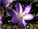 Pomladanski žafran (Crocus vernus)