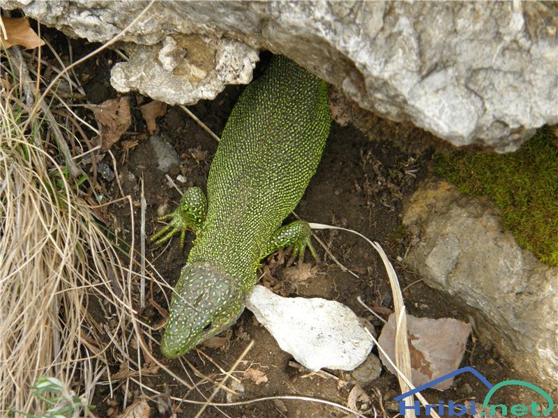 Navadni zelenec (Lacerta viridis) - Picture Navadni zelenec.