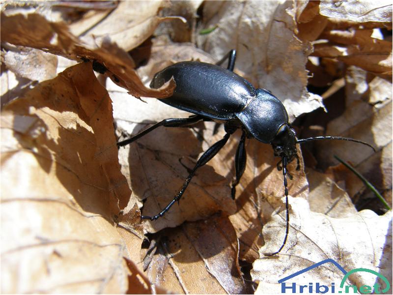 Hrošči (Coleoptera) - Picture 