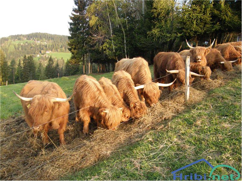 Škotsko govedo (Hairy Coo) - Slika 