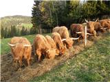 Highland Cattle (Hairy Coo)