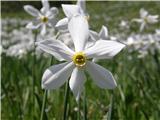 Poet's Narcissus (Narcissus poeticus radiiflorus)