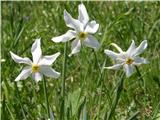 Poet's Narcissus (Narcissus poeticus radiiflorus)