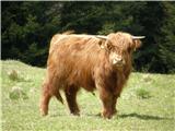 Škotsko govedo.