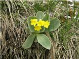 Planina pod Golico - Koča na Golici