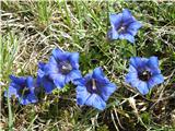 Gentiana clusii