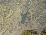 Alpine Salamander (Salamandra atra)
