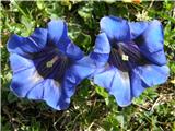 Trumpet Gentian (Gentiana clusii)