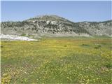 Dinara (najvišji vrh Hrvaške) Cvetoči travnik.