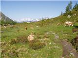 Säuleck (3086m) Krave na paši.