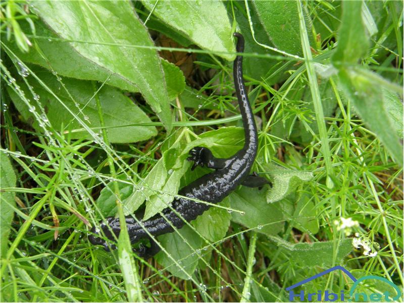 Planinski močerad (Salamandra atra) - Picture 