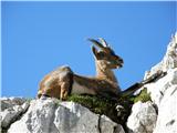 Alpine Ibex (Capra ibex)