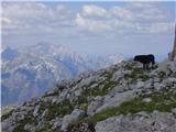 Planina Zapleč - Krnčica