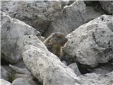 Alpine Marmot (Marmota marmota)