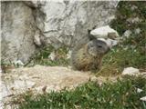 Alpski svizec (Marmota marmota)