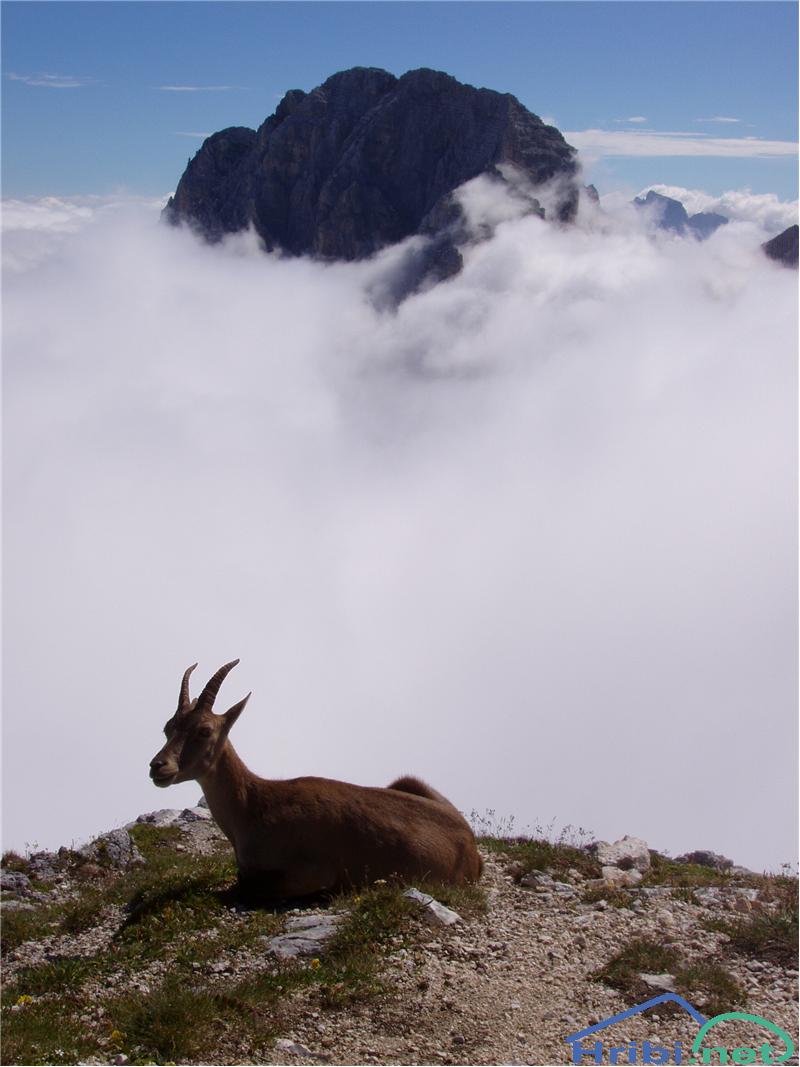 Kozorog (Capra ibex) - Slika 