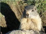 Svizac (Marmota marmota)