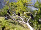 Alpine Chough (Pyrrhocorax graculus)