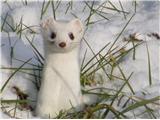 Velika podlasica (Mustela erminea)