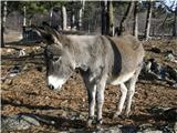 Donkey (Equus africanus asinus)