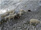 ovce na Planiki