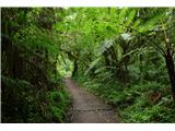 Pot skozi deževni gozd