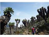 Kilimanjaro, 5895 m Tukaj srečamo nenavadna drevesa, ki rastejo samo na teh in še nekaterih gorah v daljni okolici, vsa na višini okoli 4000 m