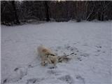 Koncno sneg. Kuza je vesel!