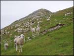 Podljubelj (Lajb) - Begunjščica