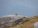 Alpine Marmot (Marmota marmota)