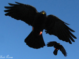 Alpine Chough (Pyrrhocorax graculus)