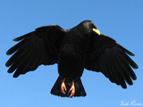 Alpine Chough (Pyrrhocorax graculus)