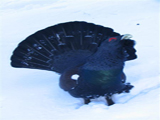 Capercaillie (Tetrao urogallus)