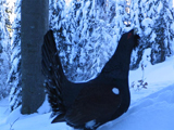 Capercaillie (Tetrao urogallus)