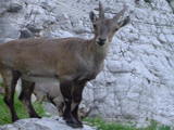 Alpine Ibex (Capra ibex)