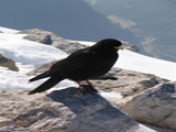 Alpine Chough (Pyrrhocorax graculus)