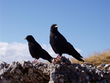 Alpine Chough (Pyrrhocorax graculus)