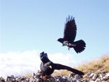 Alpine Chough (Pyrrhocorax graculus)