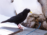 Alpine Chough (Pyrrhocorax graculus)