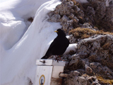 Alpine Chough (Pyrrhocorax graculus)