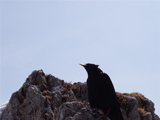 Alpine Chough (Pyrrhocorax graculus)