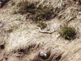 European adder (Vipera berus)