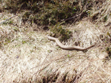 European adder (Vipera berus)