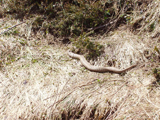 Guja (Vipera berus)