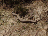 European adder (Vipera berus)